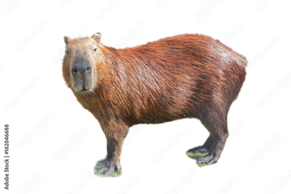 Capybara (hydrochoerus hydrochaeris) Capybara (hydrochoerus hydrochaeris)