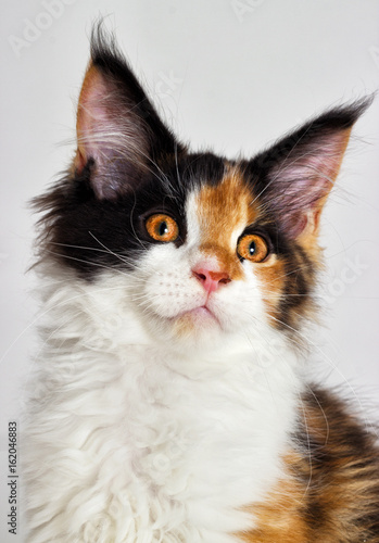 Portrait of the three-colored kitten of Maine Coon