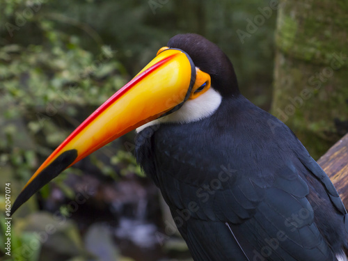 toucan looking down in a brazilian park