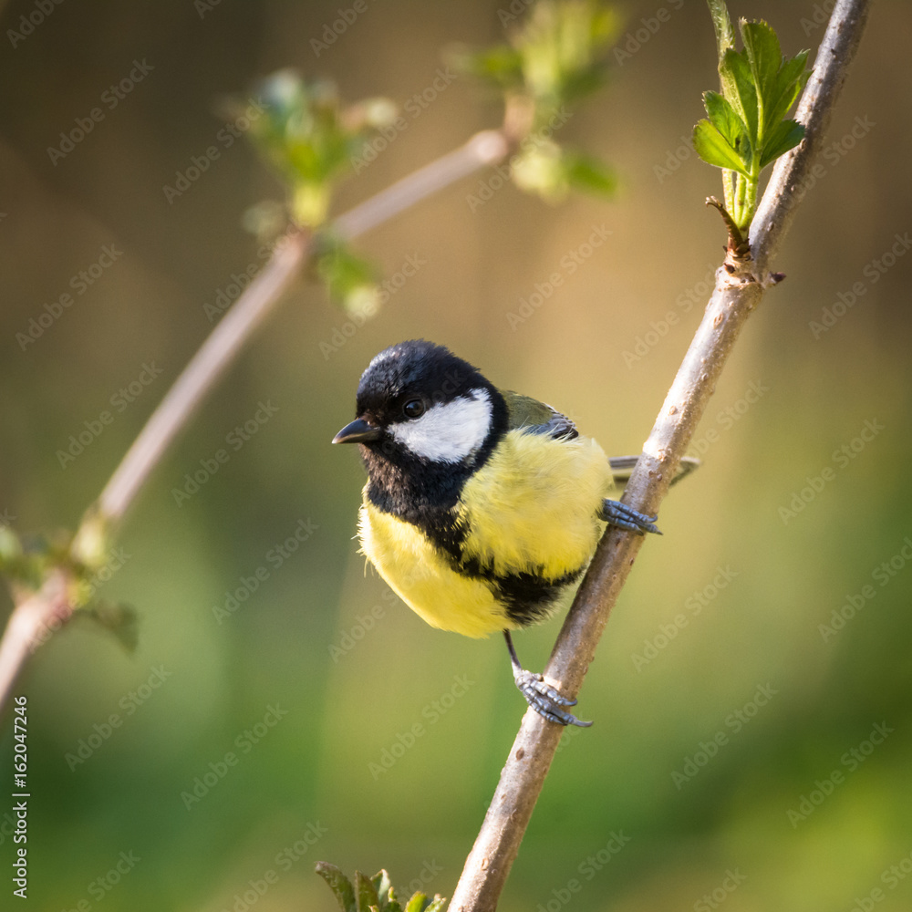 Fototapeta premium Kohlmeise