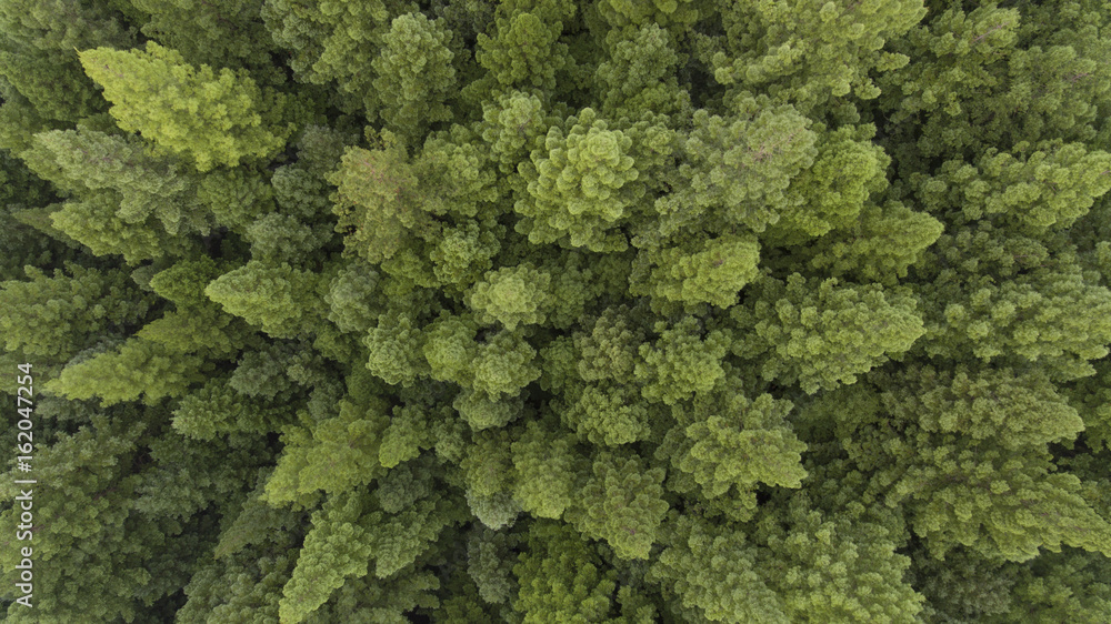 Aerial View of Trees and Road in Plantation