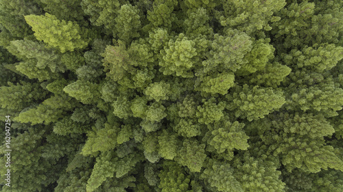 Aerial View of Trees and Road in Plantation
