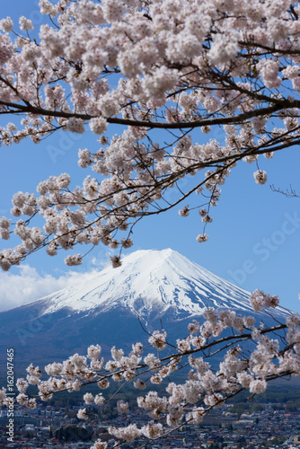 山梨 富士山と桜 新倉山浅間公園からの眺め
