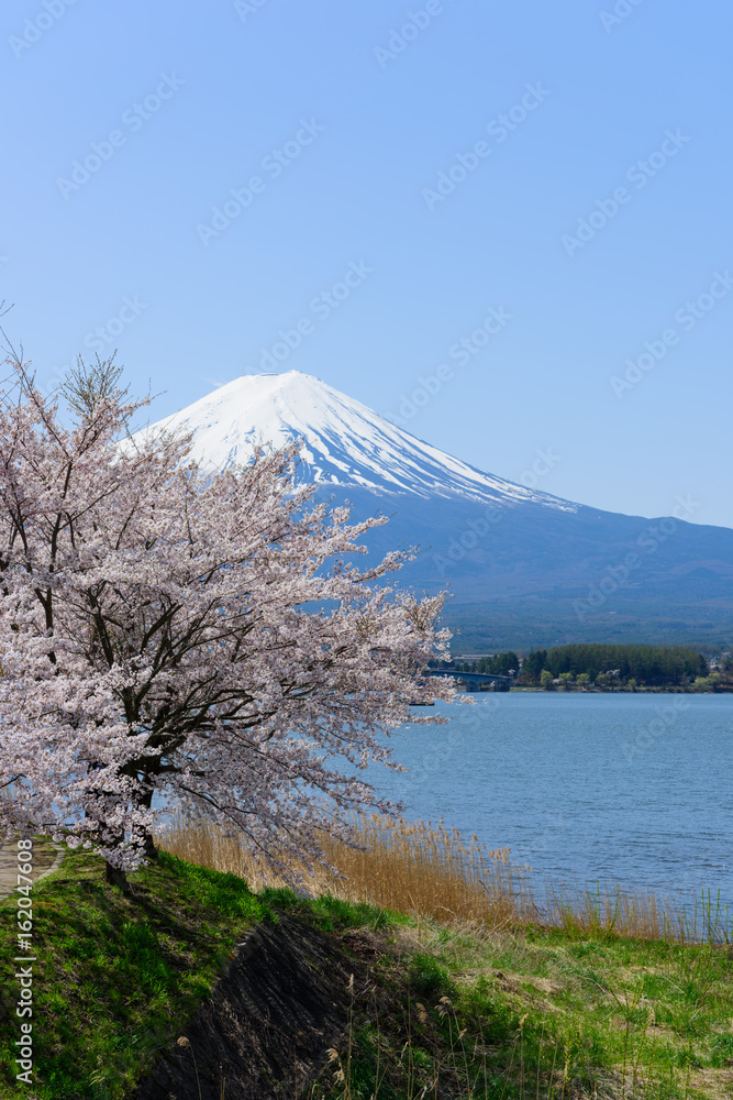 山梨　富士山と河口湖畔の桜