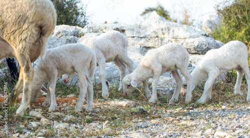 New baby lambs © blackdiamond67