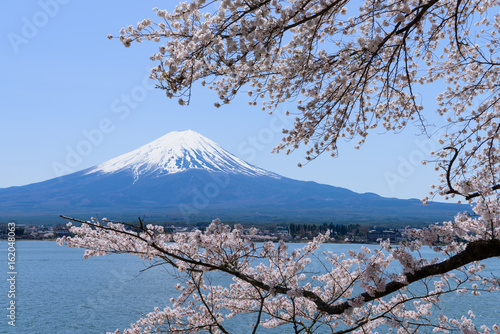 山梨 富士山と河口湖畔の桜