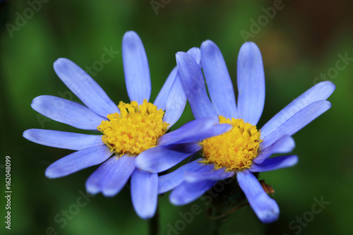 Fototapeta Naklejka Na Ścianę i Meble -  Blue daisy or Felicia amelloides