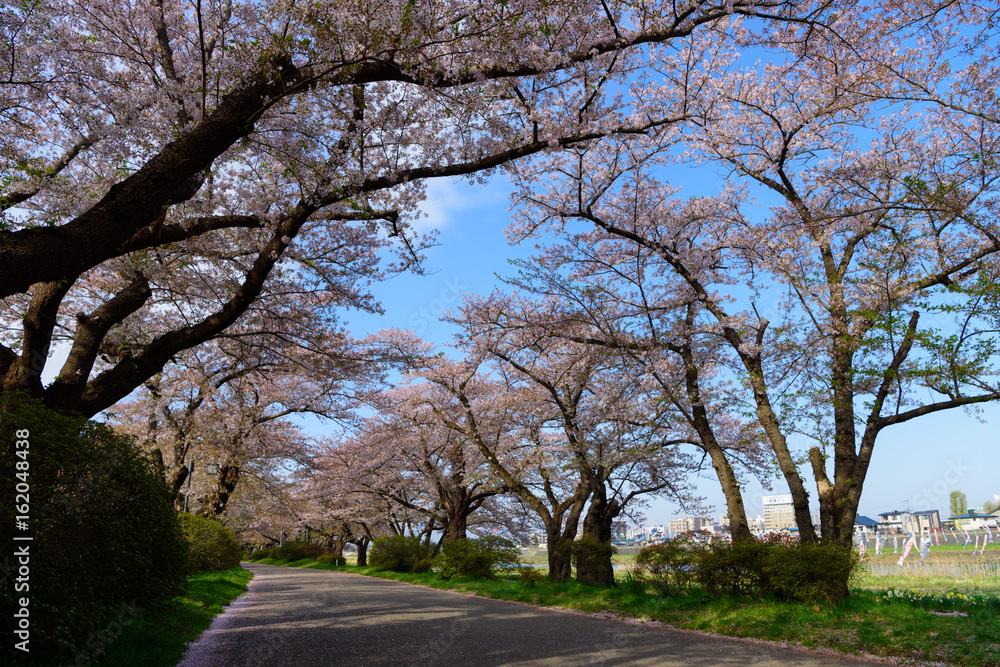 岩手 北上展勝地の桜 岩手 北上展勝地の桜