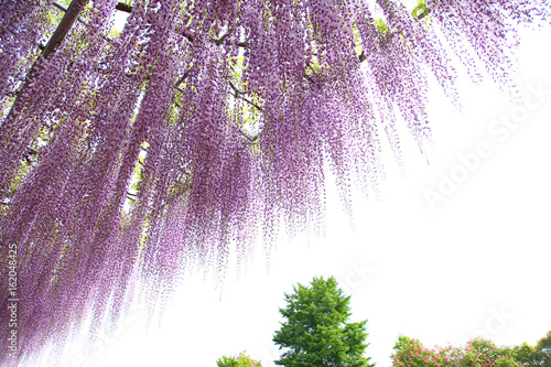 Purple wisteria