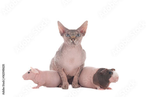 Hairless Sphynx cat with two hairless guinea pigs against a white background.