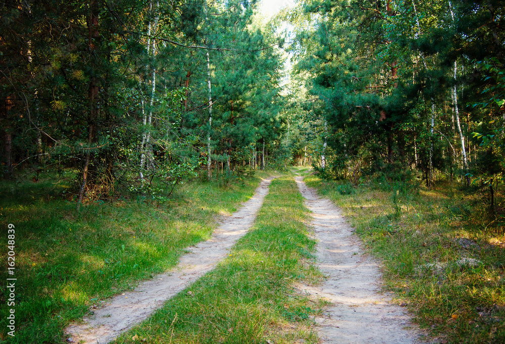 Obraz premium road in the woods