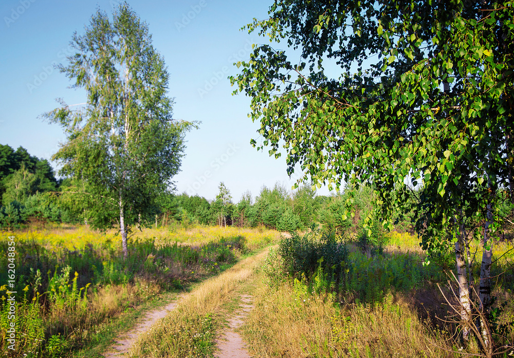 Summer birch forest Summer birch forest