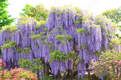 Purple wisteria photo