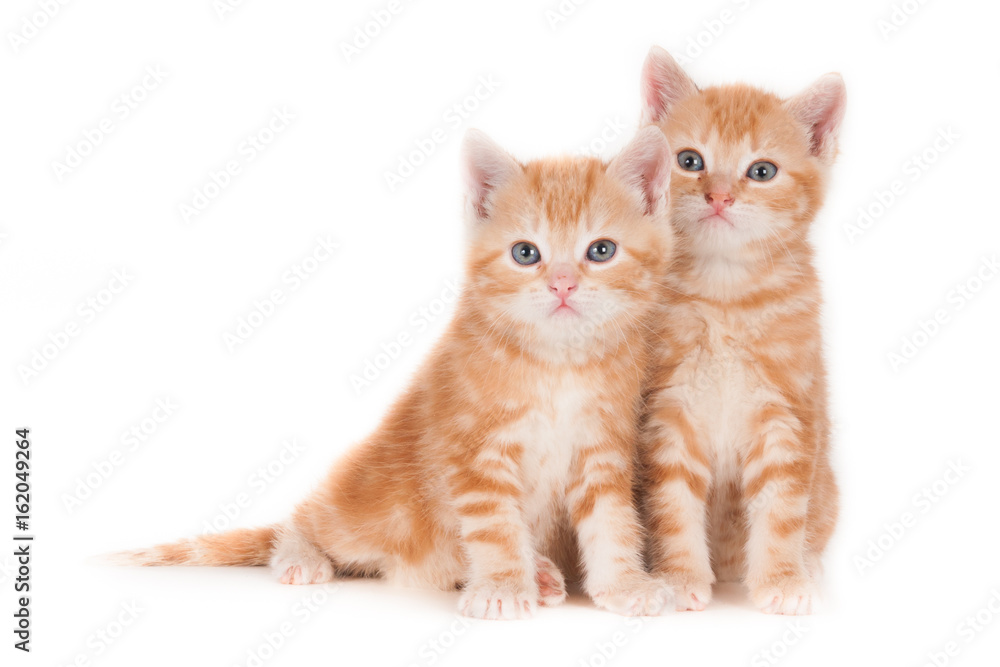 Two sitting ginger kittens, isolated against a light background