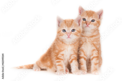 Two sitting ginger kittens, isolated against a light background