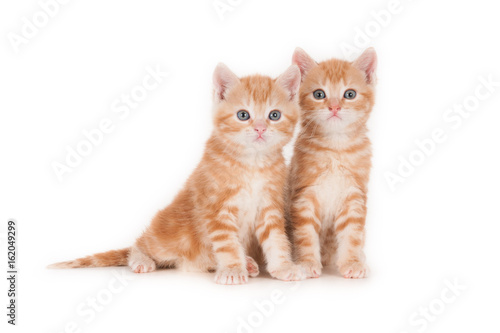 Two looking ginger kittens, isolated against a light background