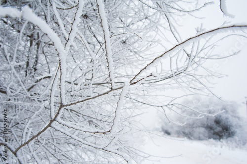 Winter trees in the snow © SGr