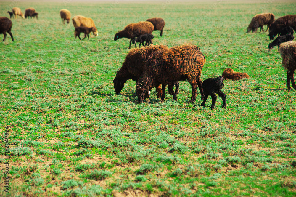 Sheep on a farm Sheep on a farm
