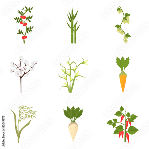 Agriculture crops color icons set for web and mobile design