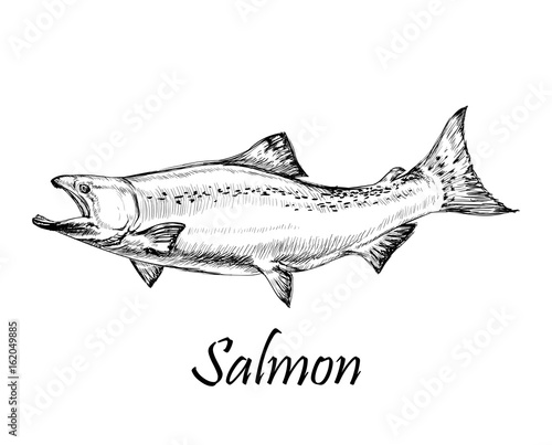 Salmon Fish Vector Illustration