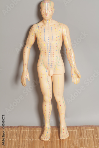 Medical acupuncture model of human on gray background