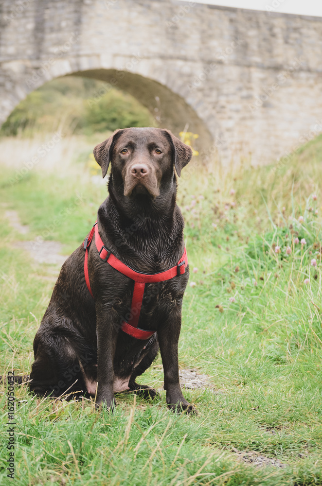 chocolate labrador with harness sitting outdoors