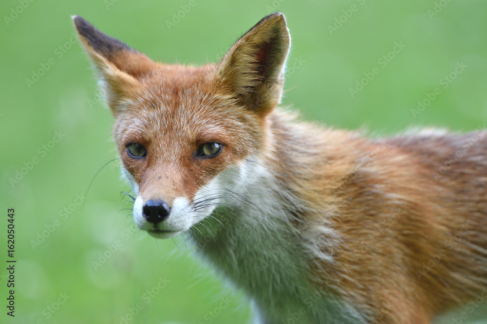 Fototapeta premium キタキツネ