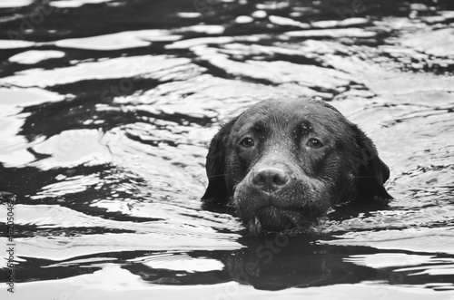 dog swimming in the water
