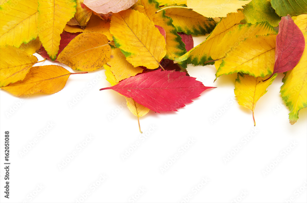 Obraz premium Group of colorful autumn leaves isolated on white background