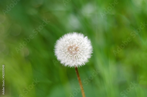 Fototapeta Naklejka Na Ścianę i Meble -  White fluffy dandelion growing on grass
