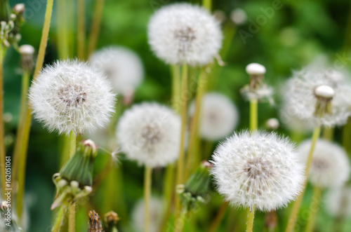 Fototapeta Naklejka Na Ścianę i Meble -  White fluffy dandelion growing on grass