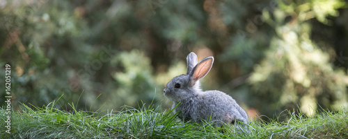 Gray hare on the grass, small rabbit on the lawn