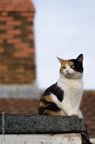 cat on the roof next to a chimney