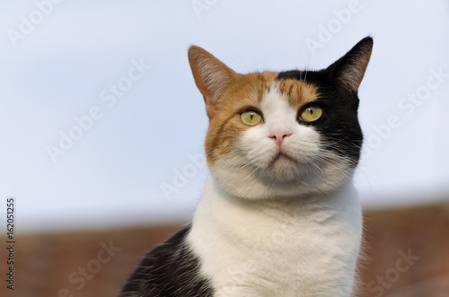 calico cat closeup, the roof in the background ,looking into the sun