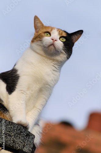 beautiful adult cat on the roof, calico, three colors