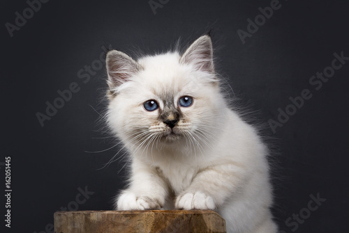 Head shot of Sacred Birman kitten standing with front paws on a wooden stool, isolated on black background