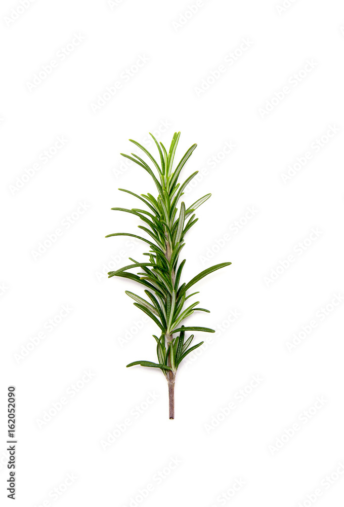 Twig of rosemary on a white background Twig of rosemary on a white background