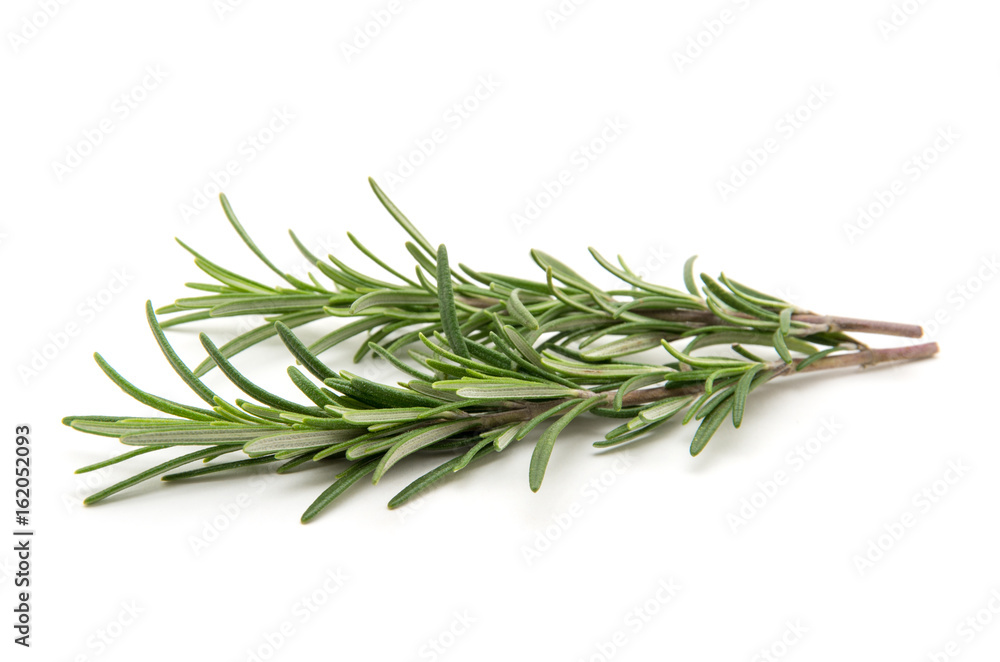 Twig of rosemary on a white background Twig of rosemary on a white background