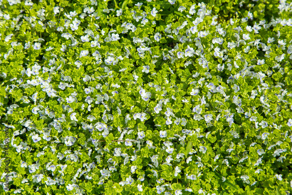 grass with flowers top view