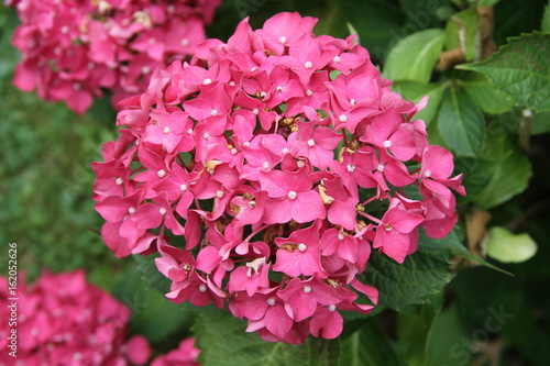 Fototapeta Naklejka Na Ścianę i Meble -  orthensia