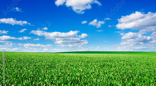 Image of green grass field and bright blue sky