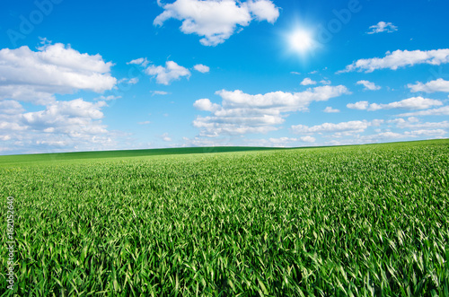Image of green grass field and bright blue sky