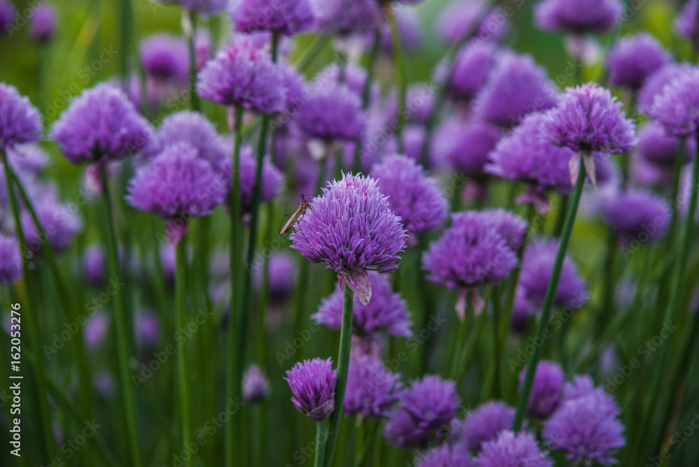 Fototapeta premium Chives