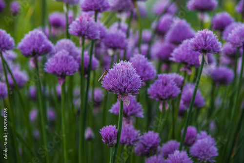 Chives