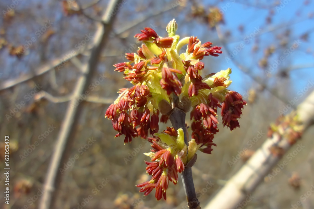 Spring. Flowering ash-leaved maple Spring. Flowering ash-leaved maple