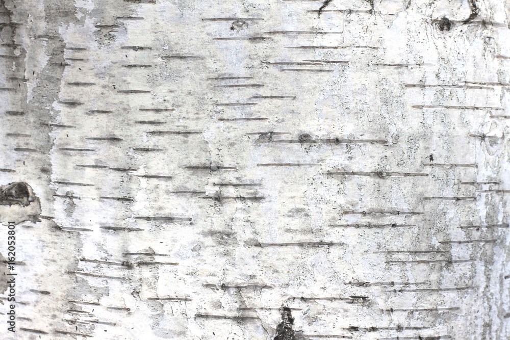 Obraz premium Texture of birch bark as natural wooden background