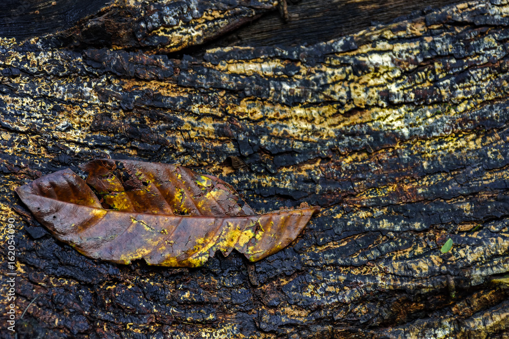 Obraz premium Fallen leaf decayed over old wooden trunk in forest