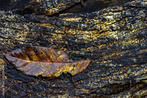 Fallen leaf decayed over old wooden trunk in forest