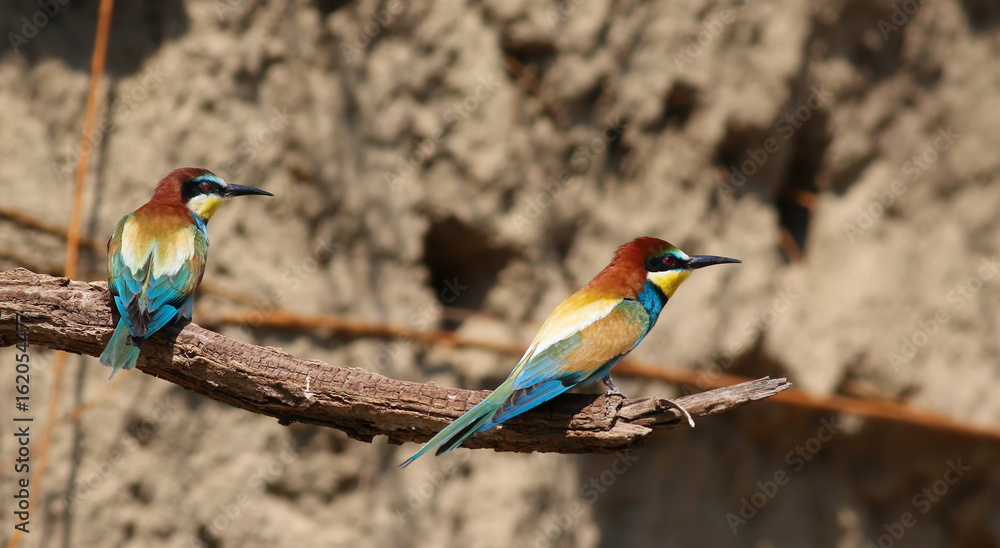 Two European bee-eater, Merops apiaster
