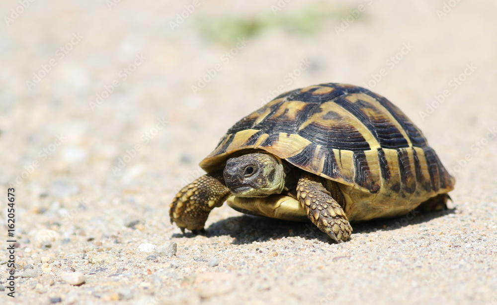 Fototapeta premium Eastern Hermann's tortoise, European terrestrial turtle, Testudo hermanni boettgeri